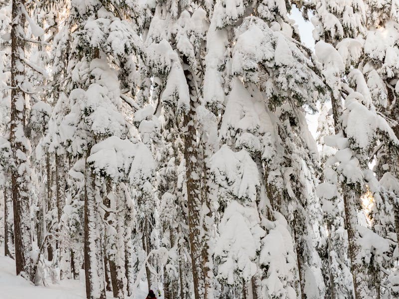 Private Guided Snowshoe Tour — Kaldfjorden — photo 2