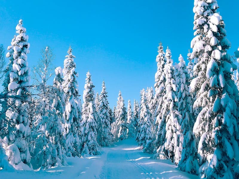 Private Guided Snowshoe Tour — Kaldfjorden — photo 1